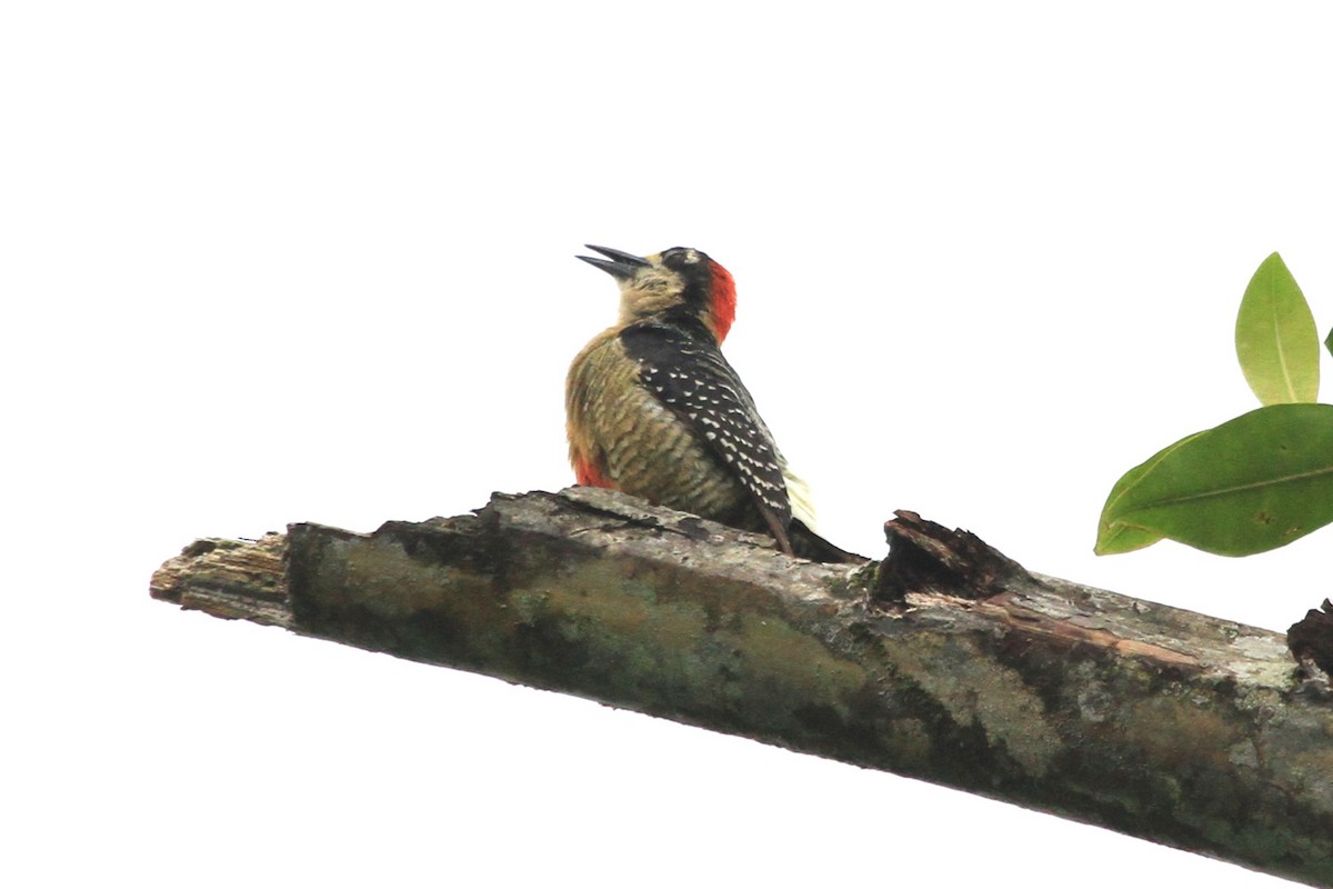 Black-cheeked Woodpecker - ML616844241