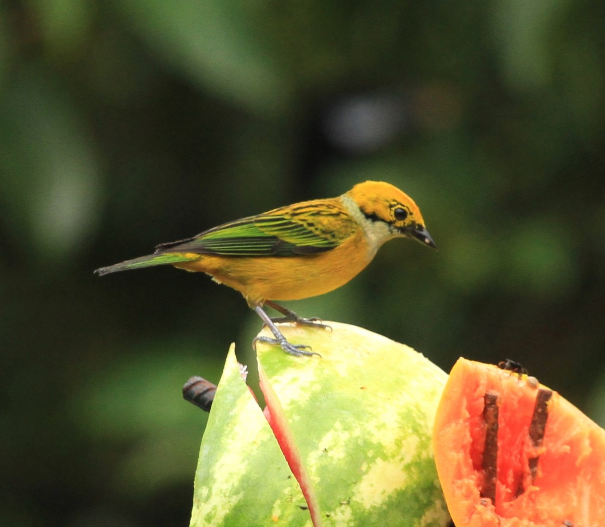 Silver-throated Tanager - Kent Forward