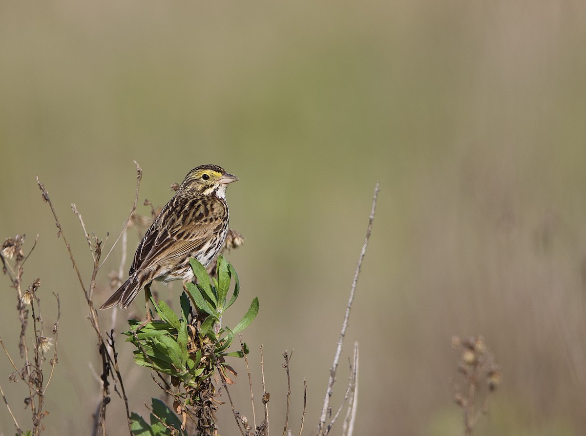 Savannah Sparrow (Belding's) - ML616844367