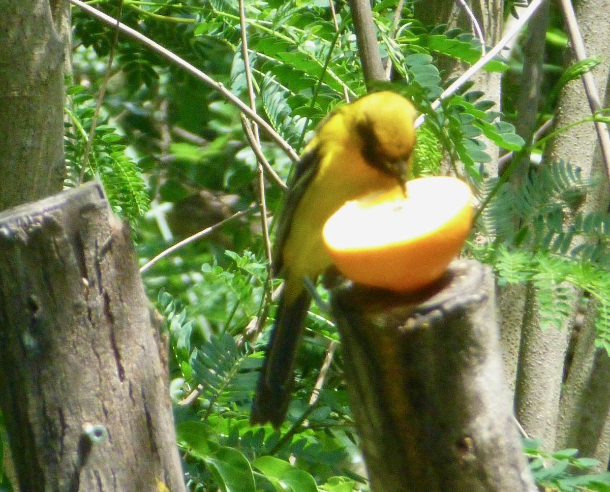 Altamira x Audubon's Oriole (hybrid) - John Marshall