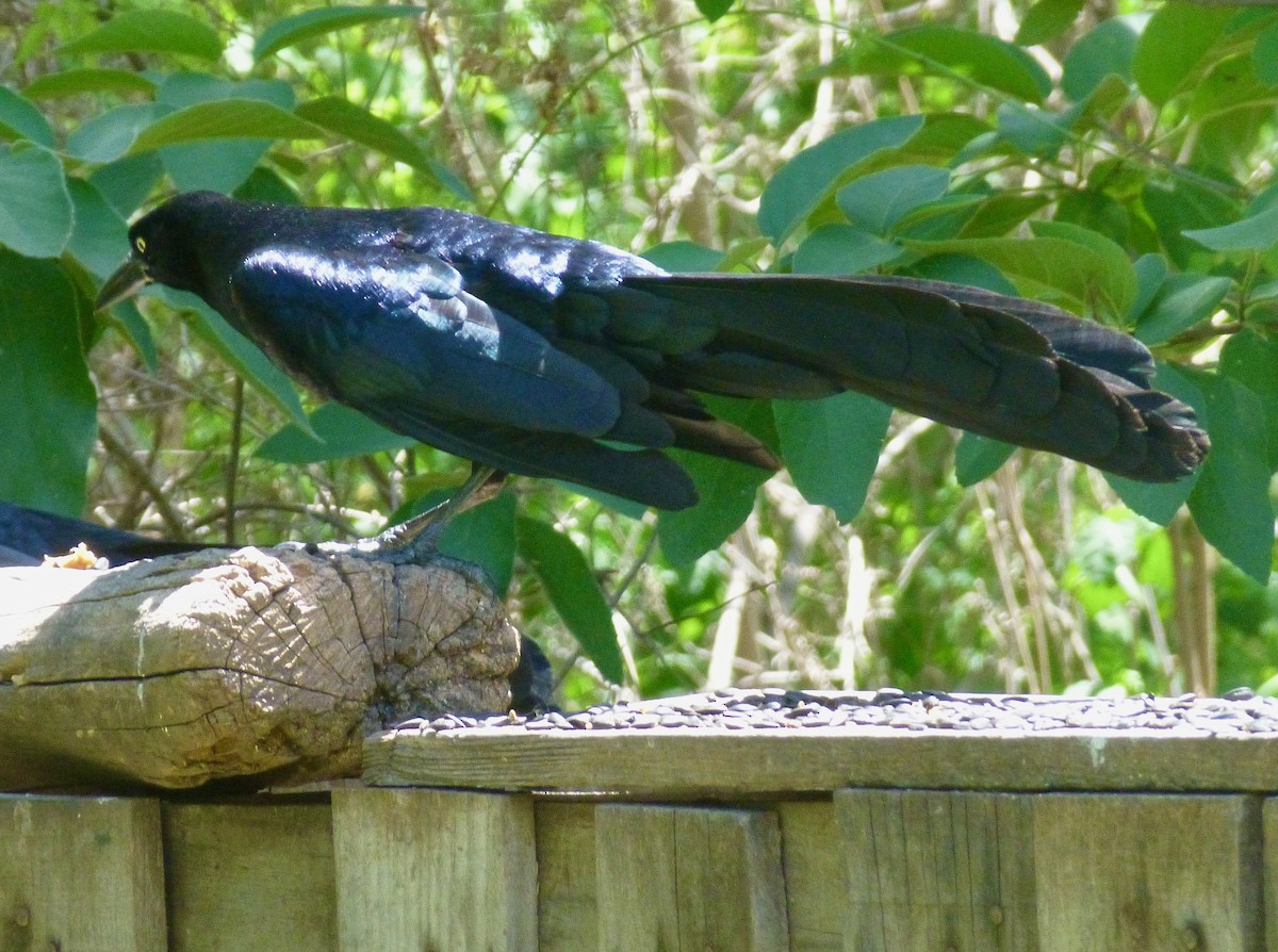 Great-tailed Grackle - ML616844543