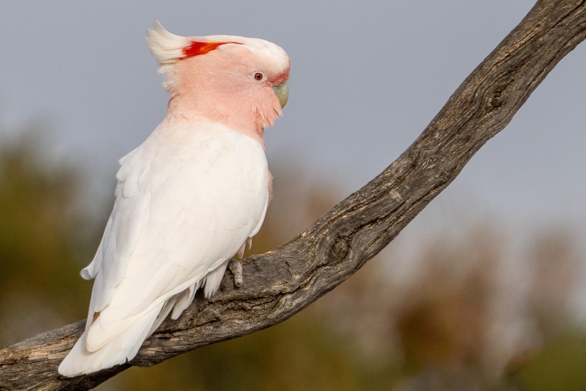 Pink Cockatoo - Matthew Egan