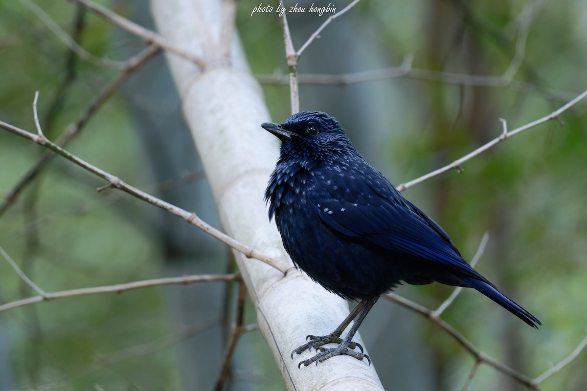 Blue Whistling-Thrush (Black-billed) - 浙江 重要鸟讯汇整
