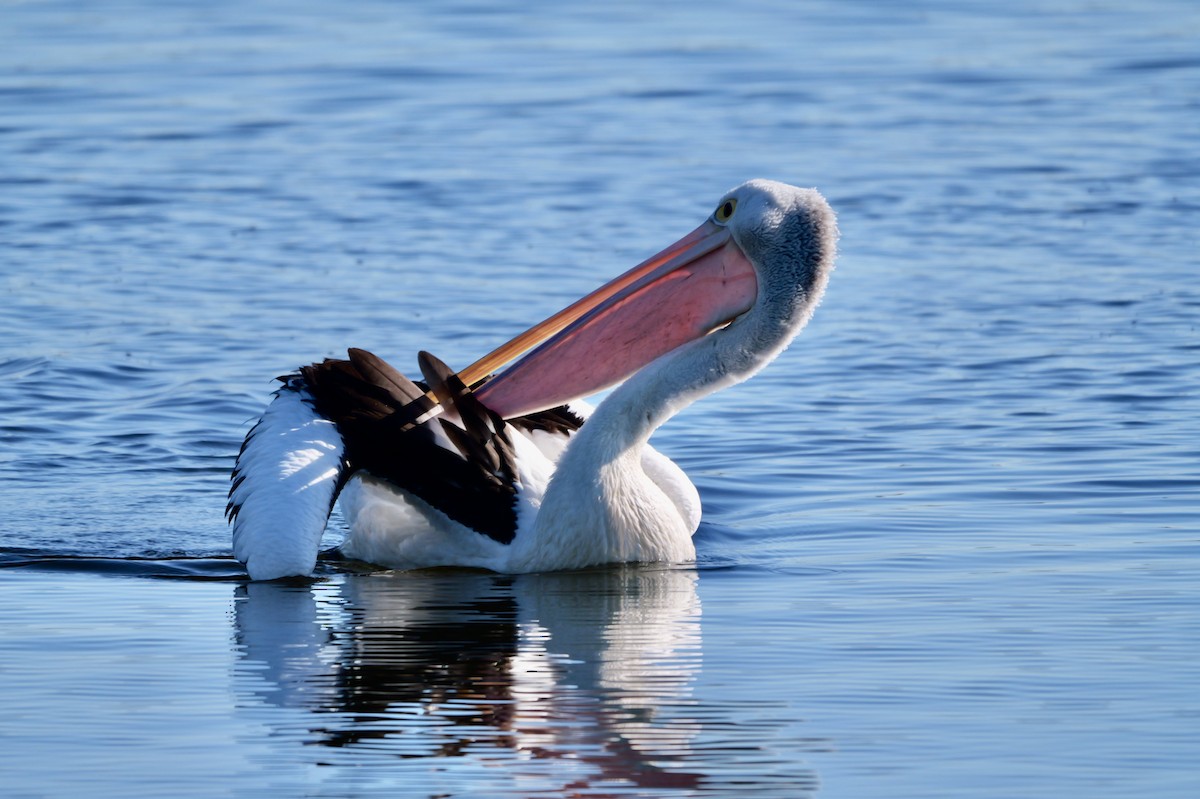 pelikán australský - ML616844862