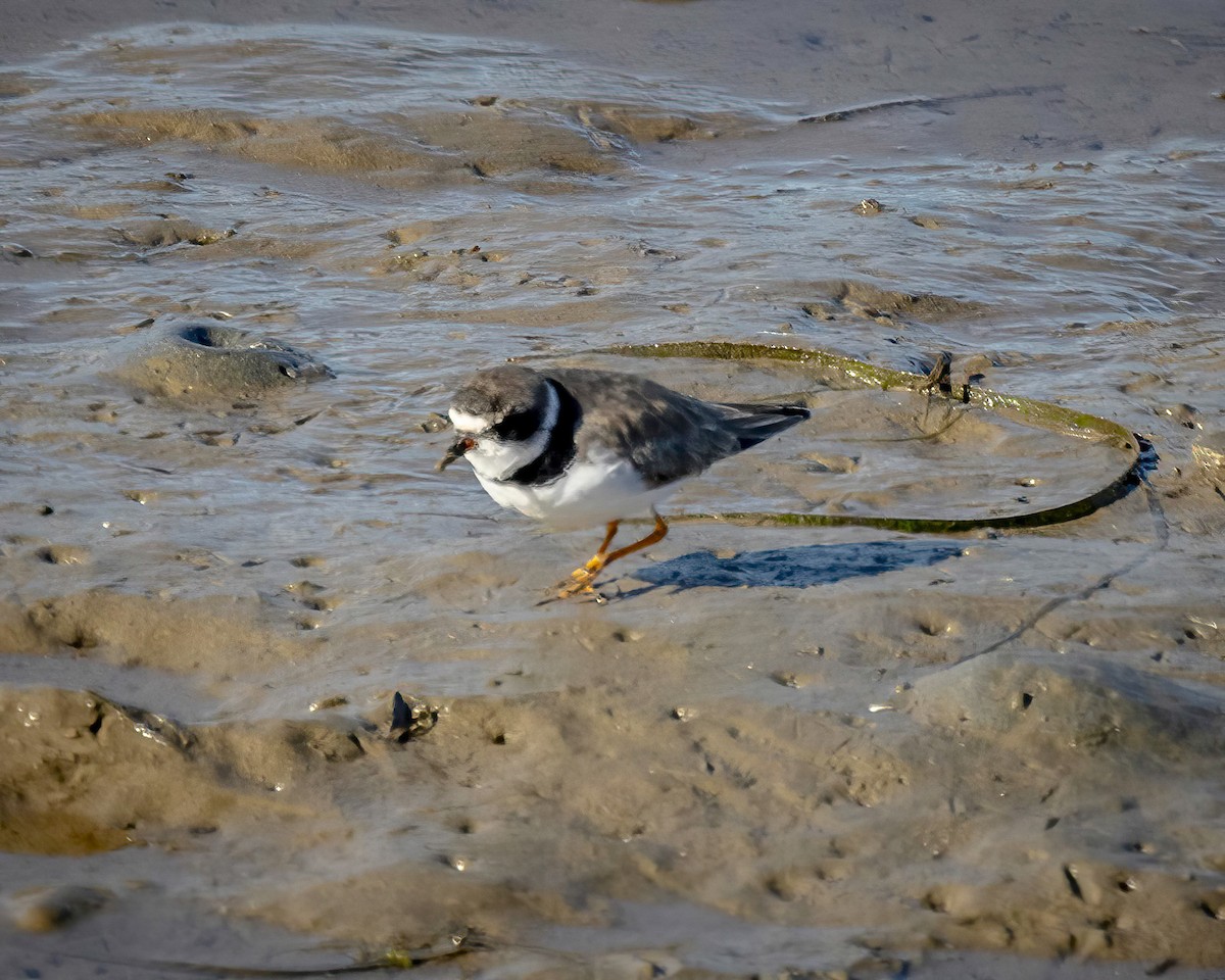 Semipalmated Plover - ML616844919