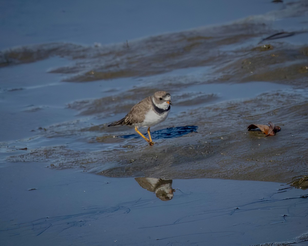 Semipalmated Plover - ML616844920
