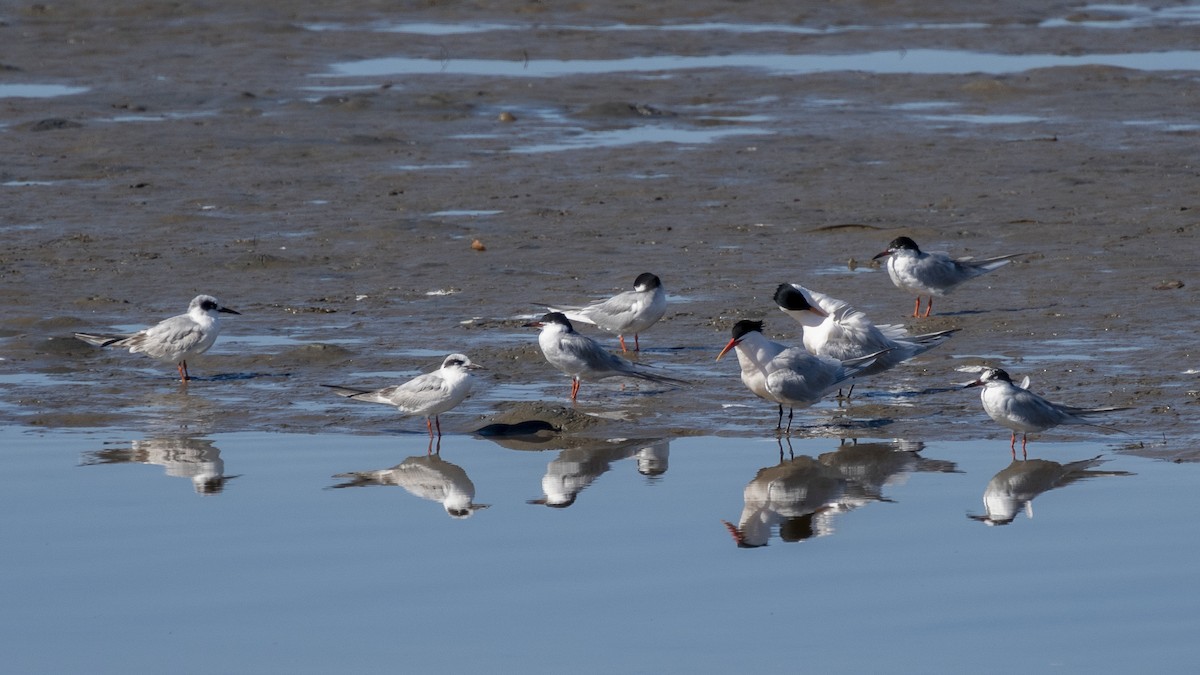 Forster's Tern - ML616844962