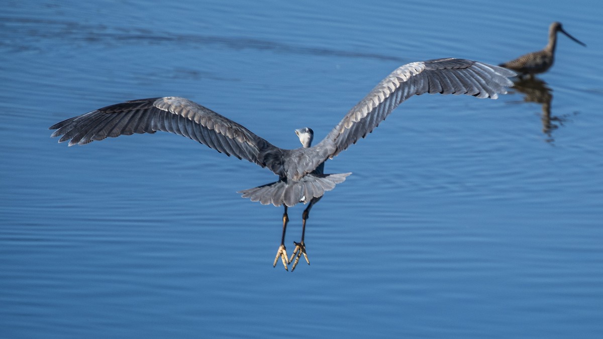 Great Blue Heron - ML616844978