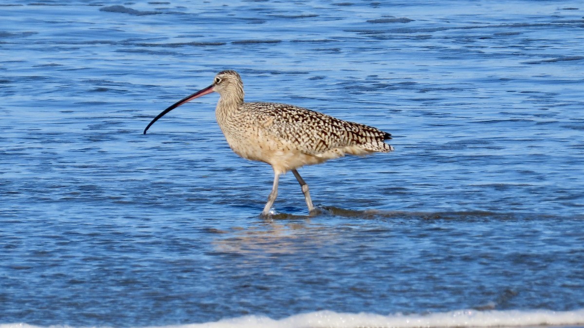 Long-billed Curlew - ML616844985