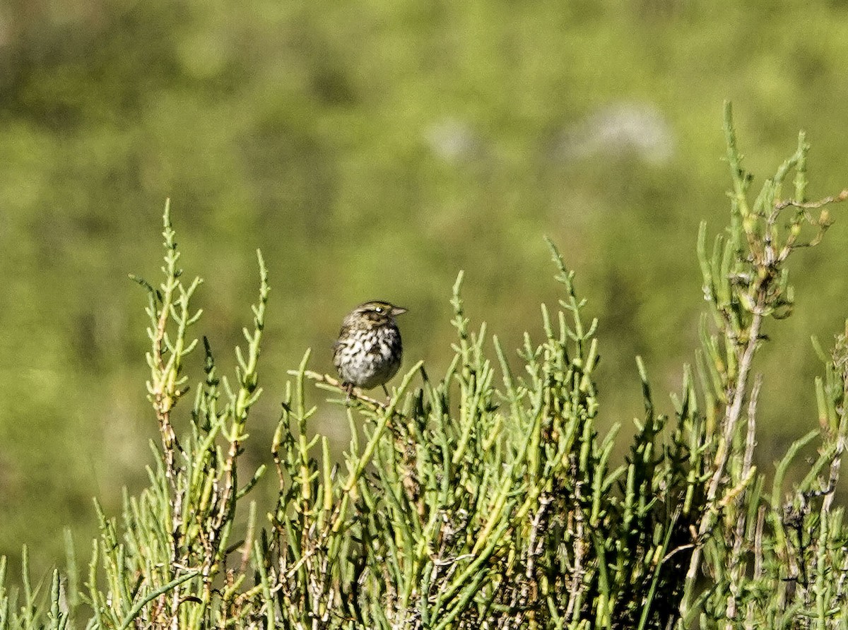 Savannah Sparrow (Belding's) - ML616845107