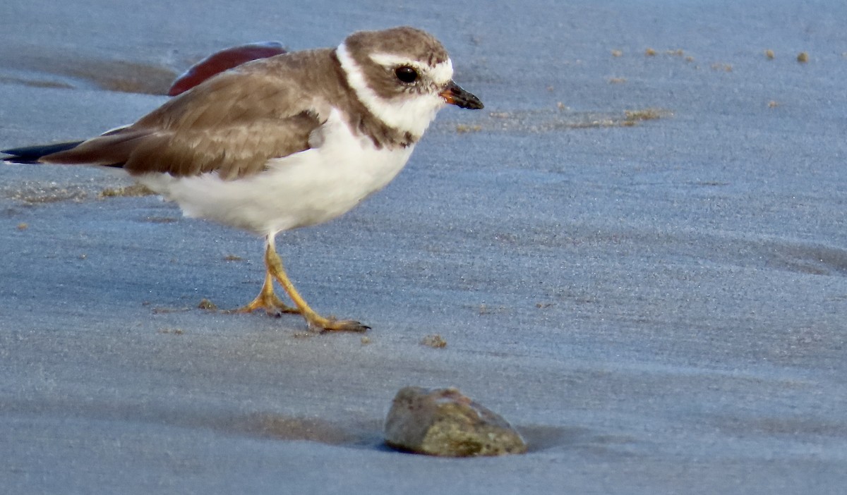 Semipalmated Plover - ML616845133