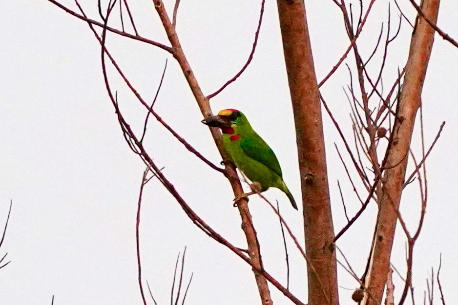 Red-throated Barbet - ML616845207