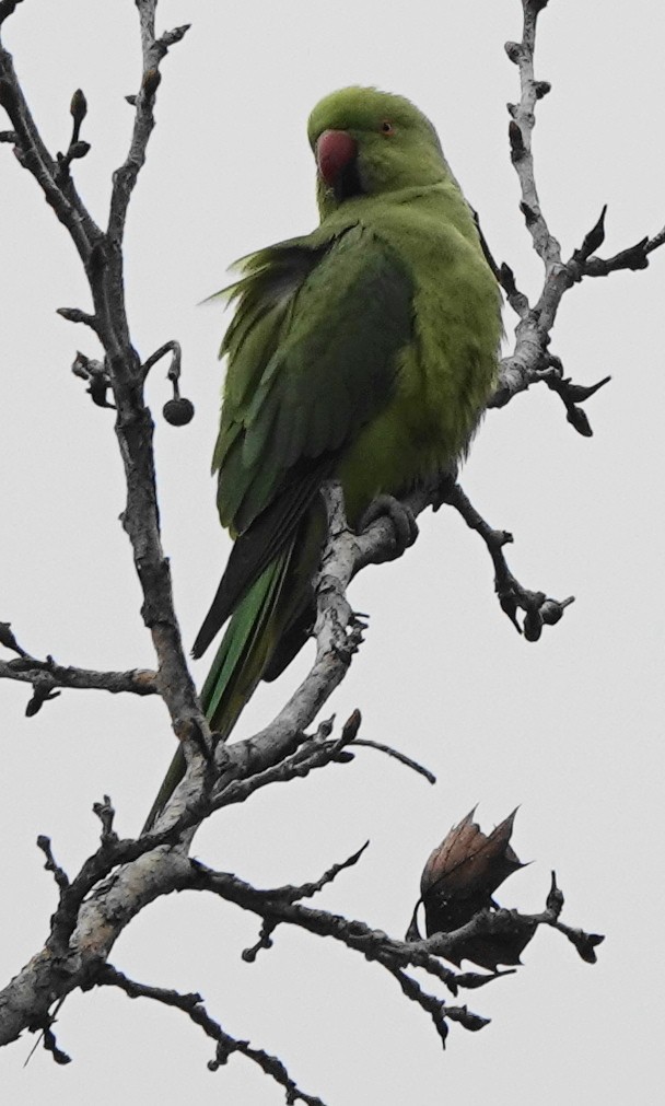 Yeşil Papağan - ML616845354
