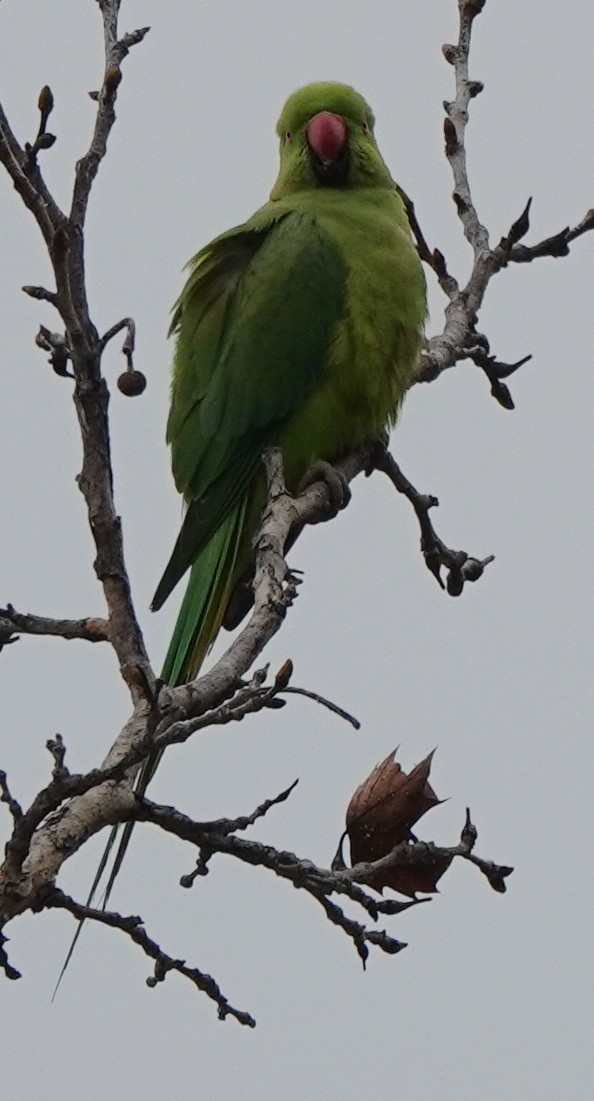 Yeşil Papağan - ML616845355