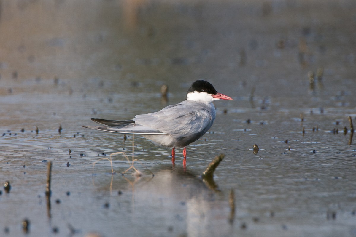Whiskered Tern - michael todd