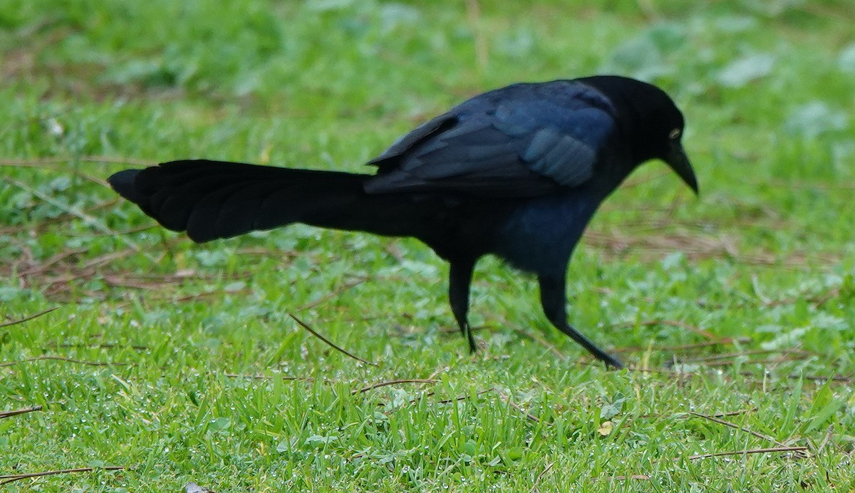 Great-tailed Grackle - ML616845443