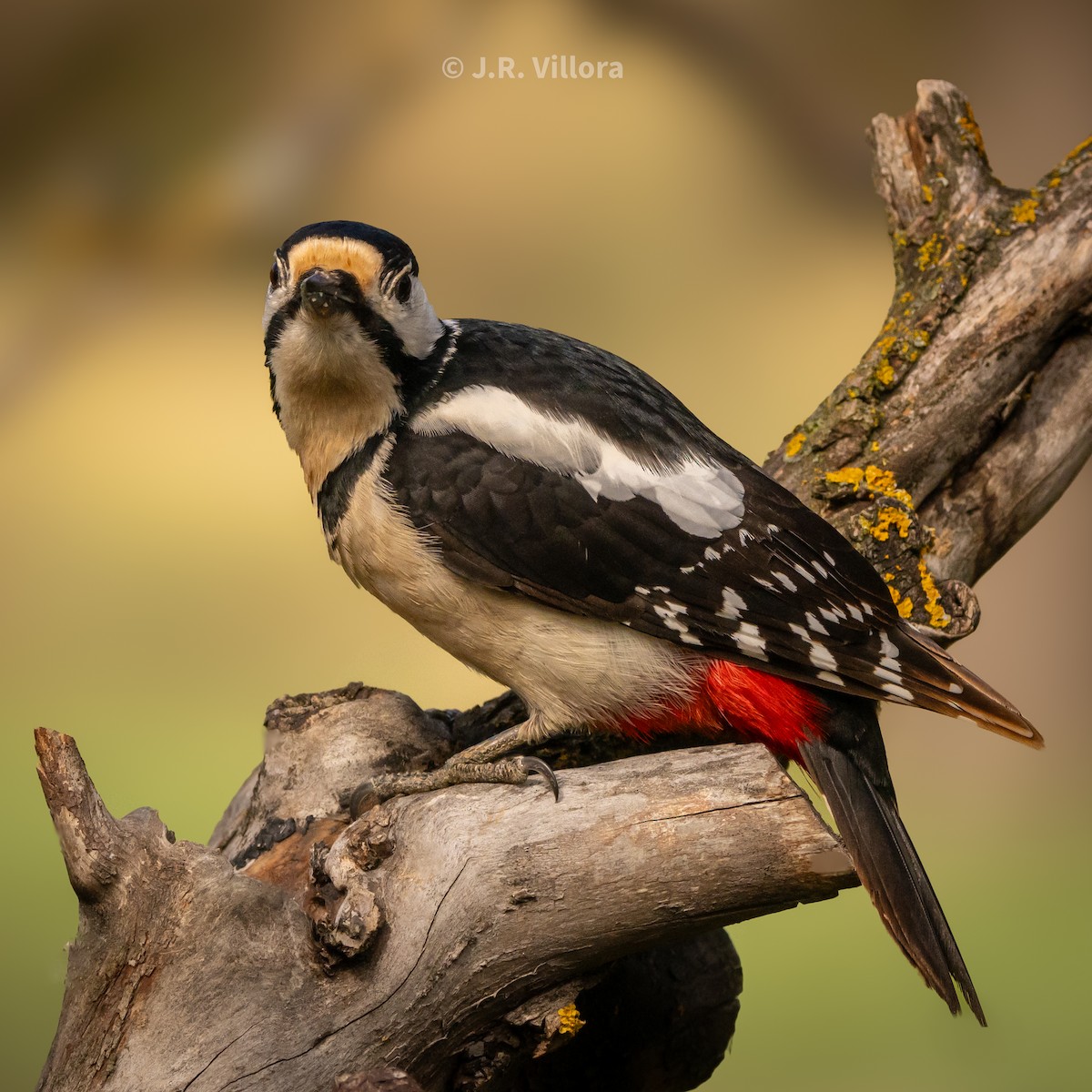 Great Spotted Woodpecker - ML616845455