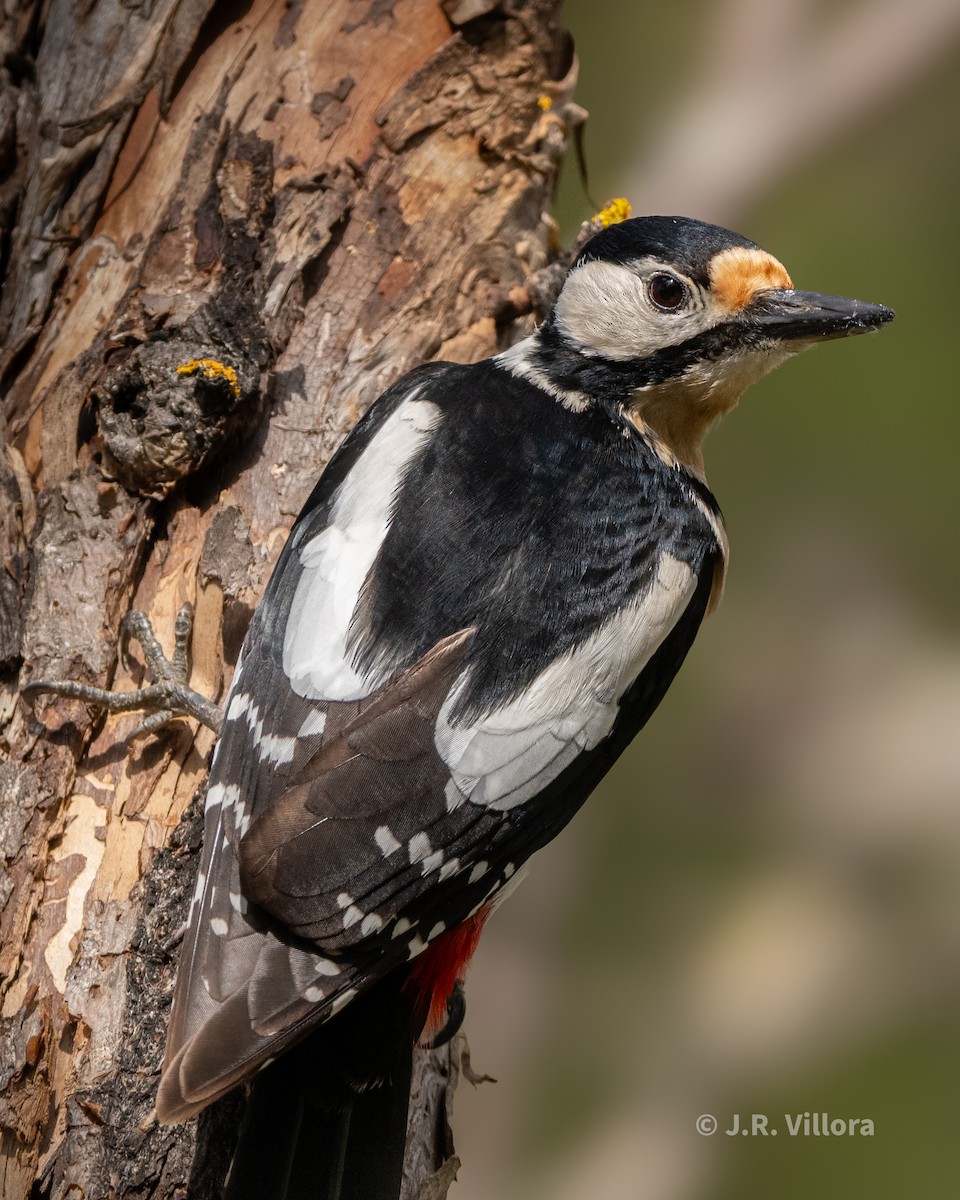 Great Spotted Woodpecker - Juan Ricardo Villora Martinez