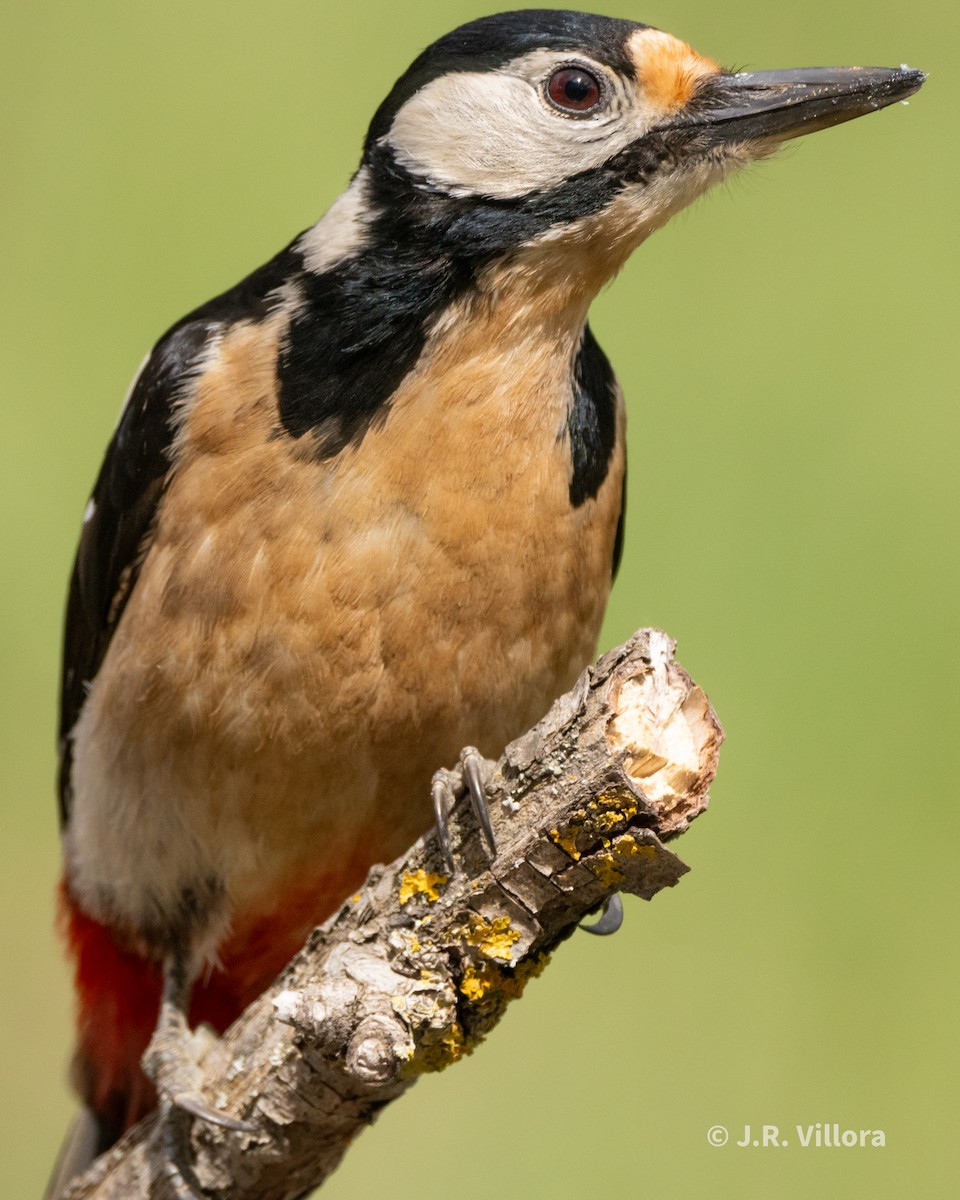 Great Spotted Woodpecker - Juan Ricardo Villora Martinez