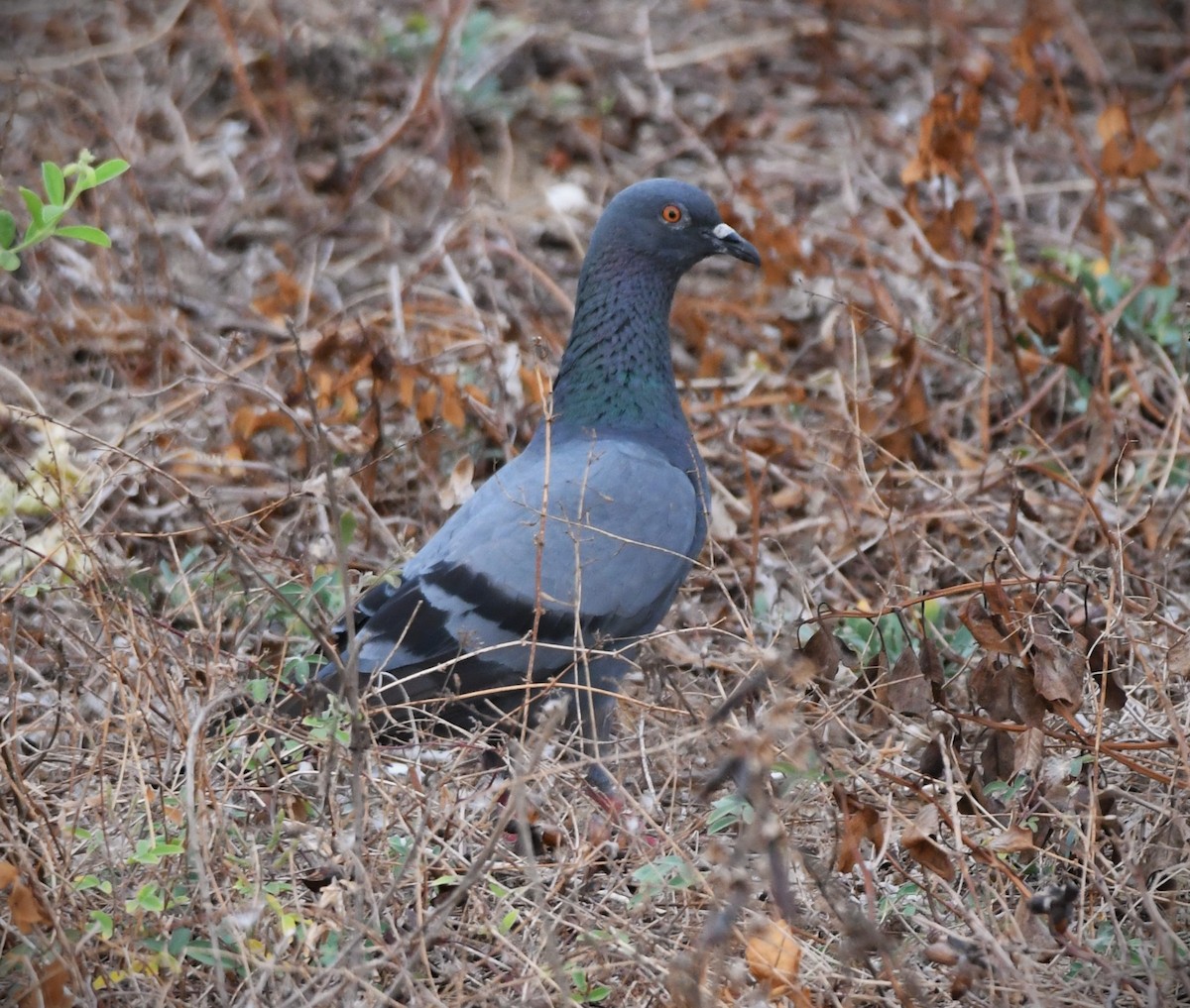 Rock Pigeon (Feral Pigeon) - ML616845490