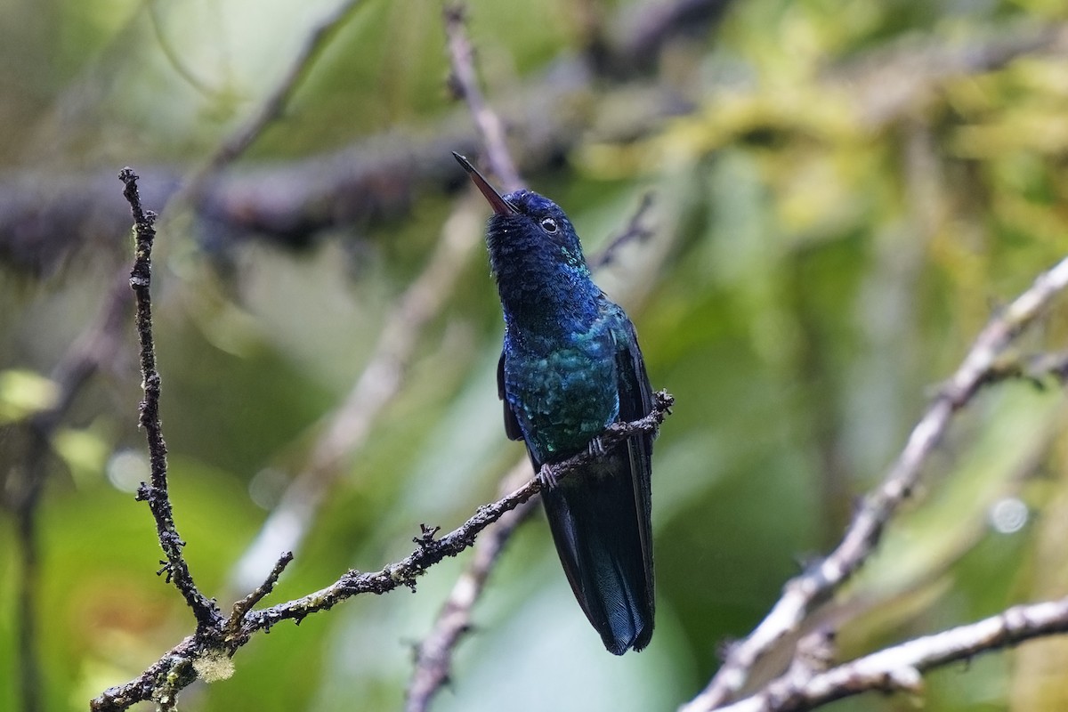 Blue-headed Hummingbird - ML616845496