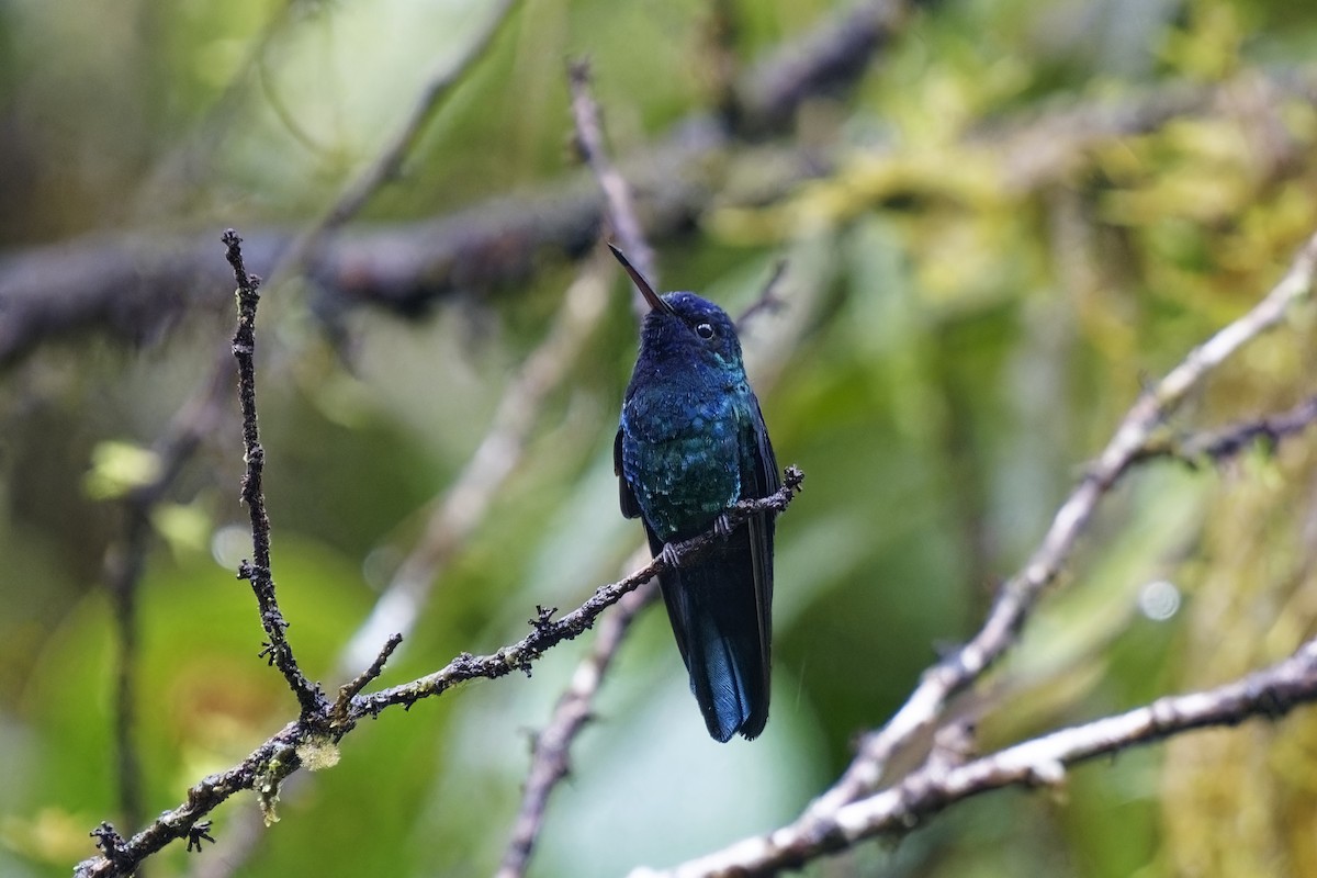 Blue-headed Hummingbird - ML616845497