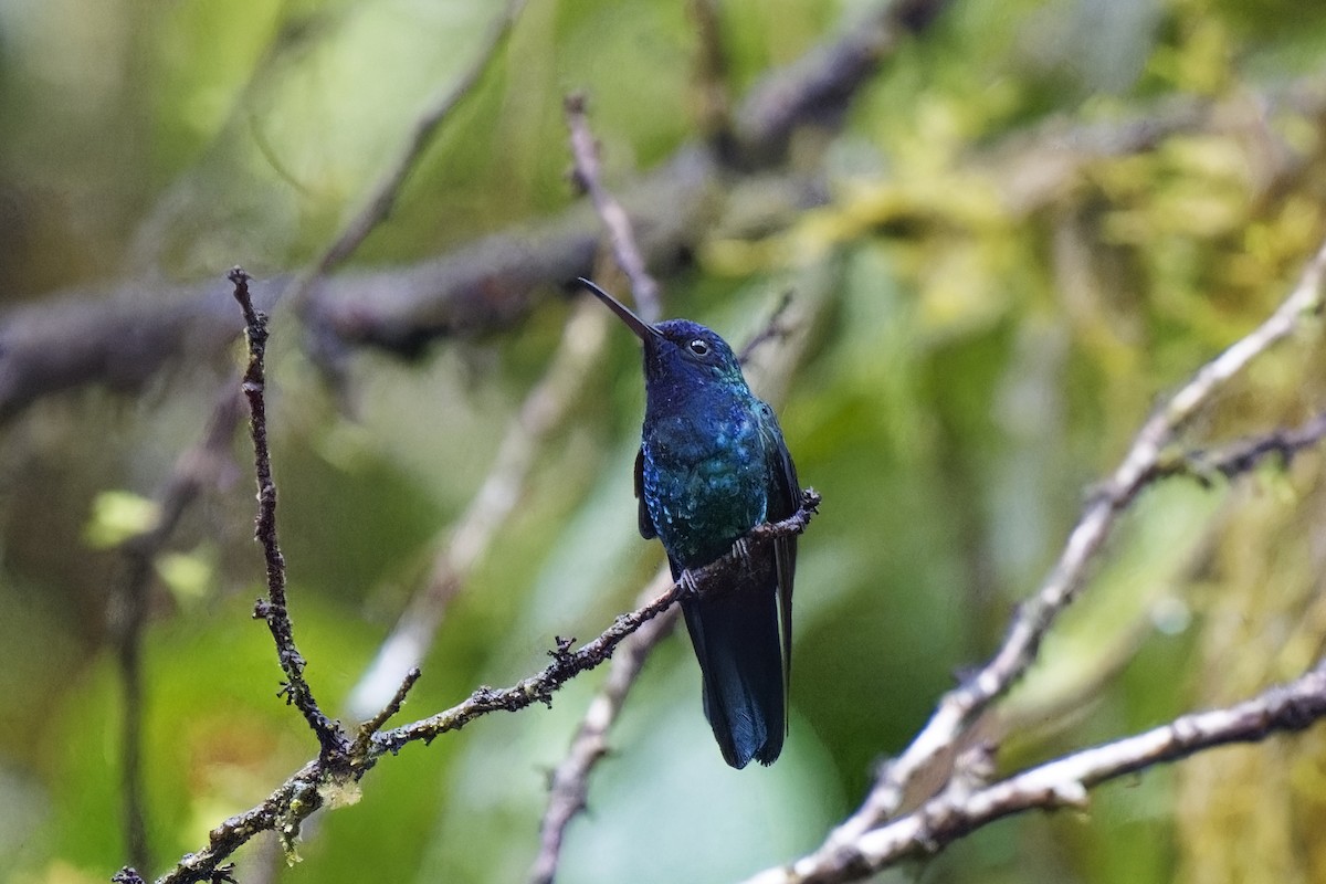 Blue-headed Hummingbird - ML616845498