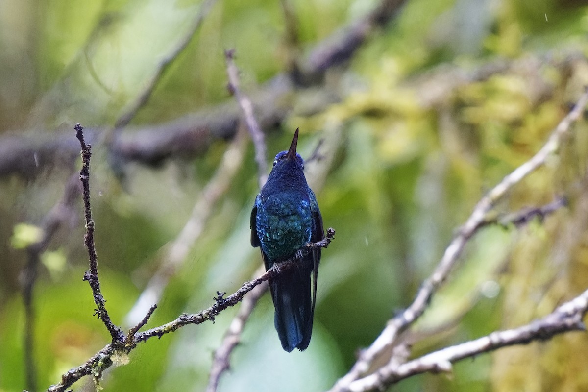 Blue-headed Hummingbird - Holger Teichmann