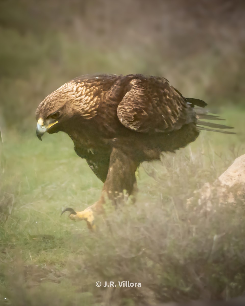 Golden Eagle - Juan Ricardo Villora Martinez