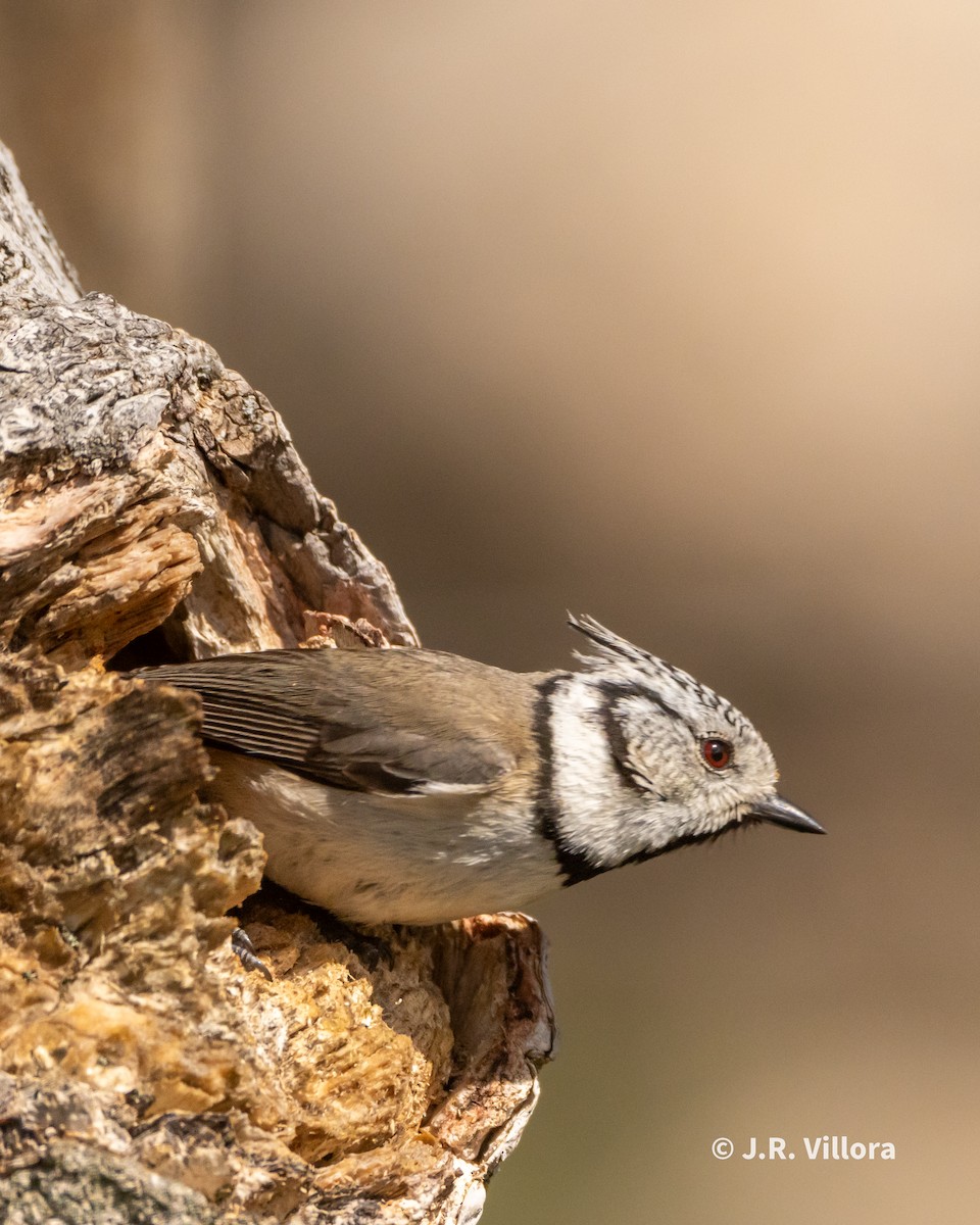 Crested Tit - ML616845584