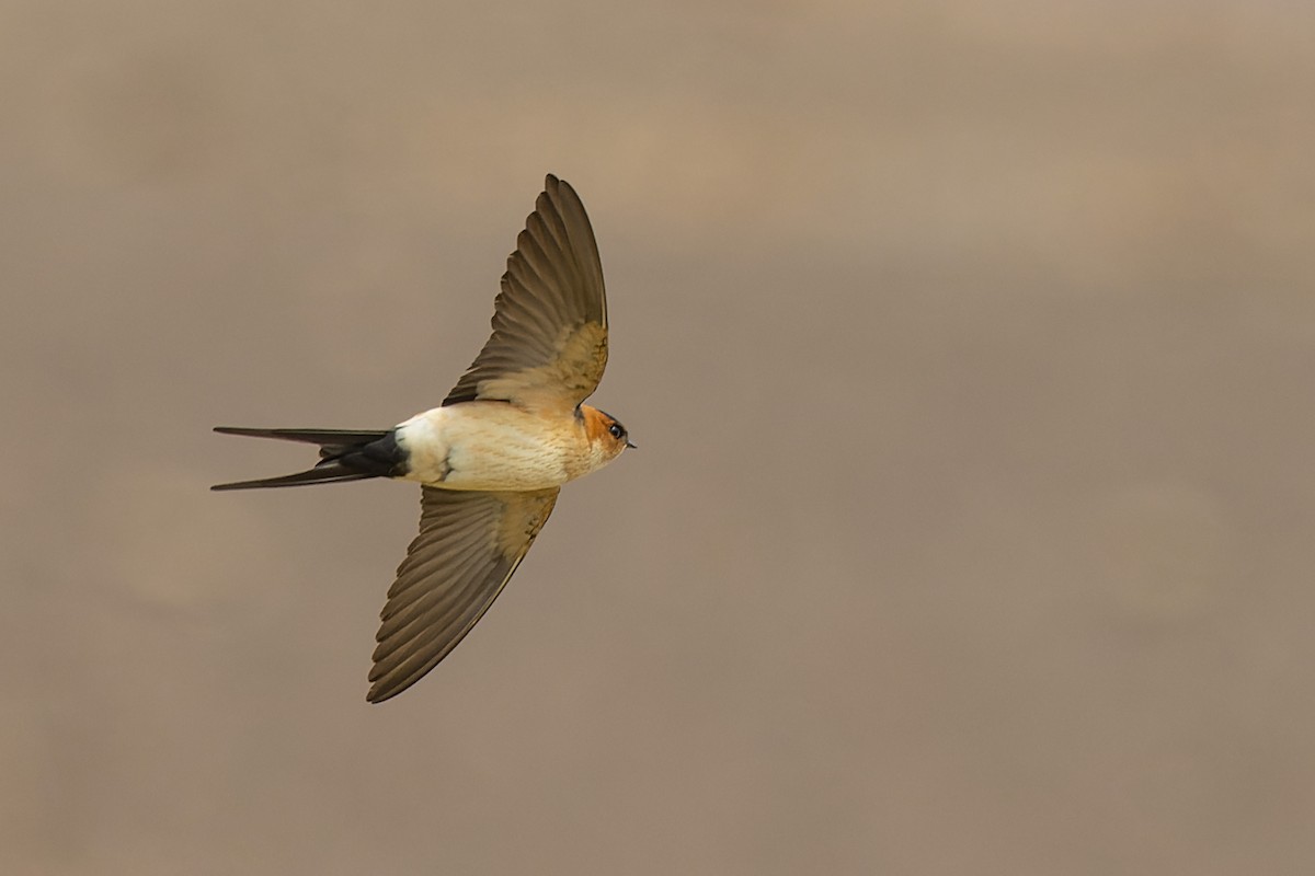 Red-rumped Swallow - ML616845691