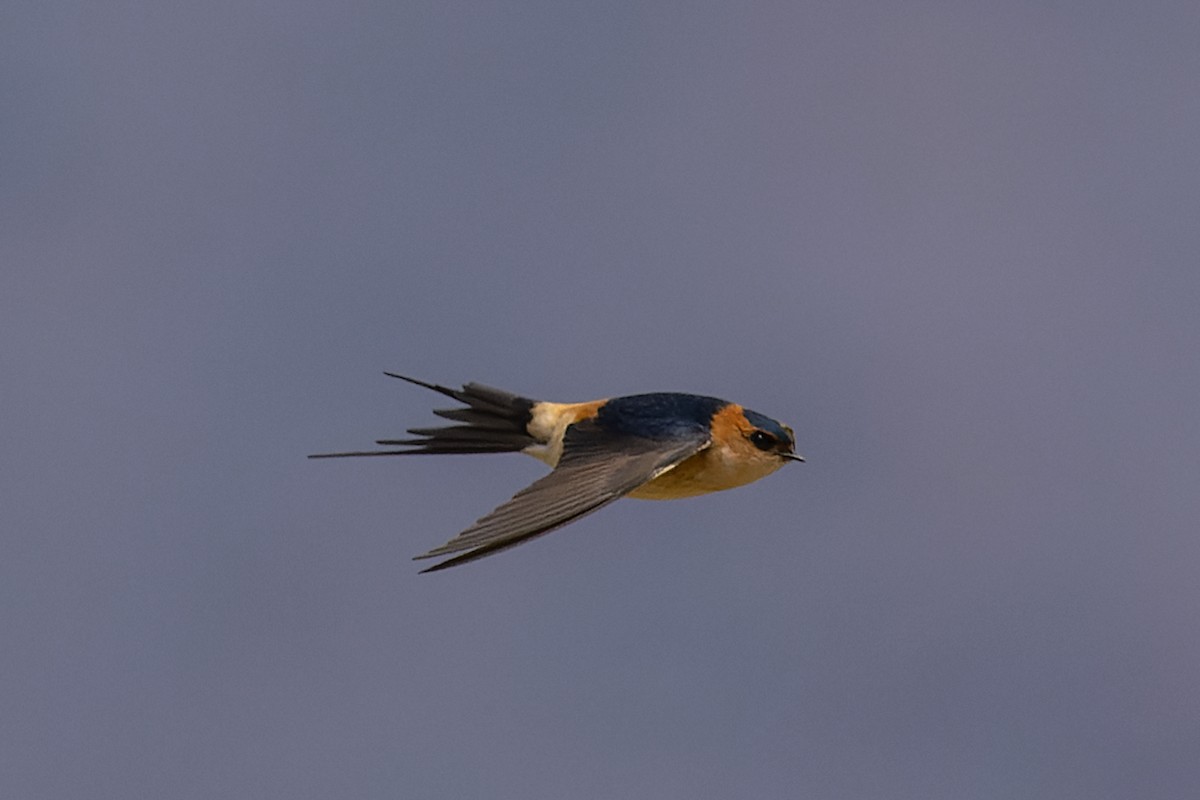 Red-rumped Swallow - ML616845692
