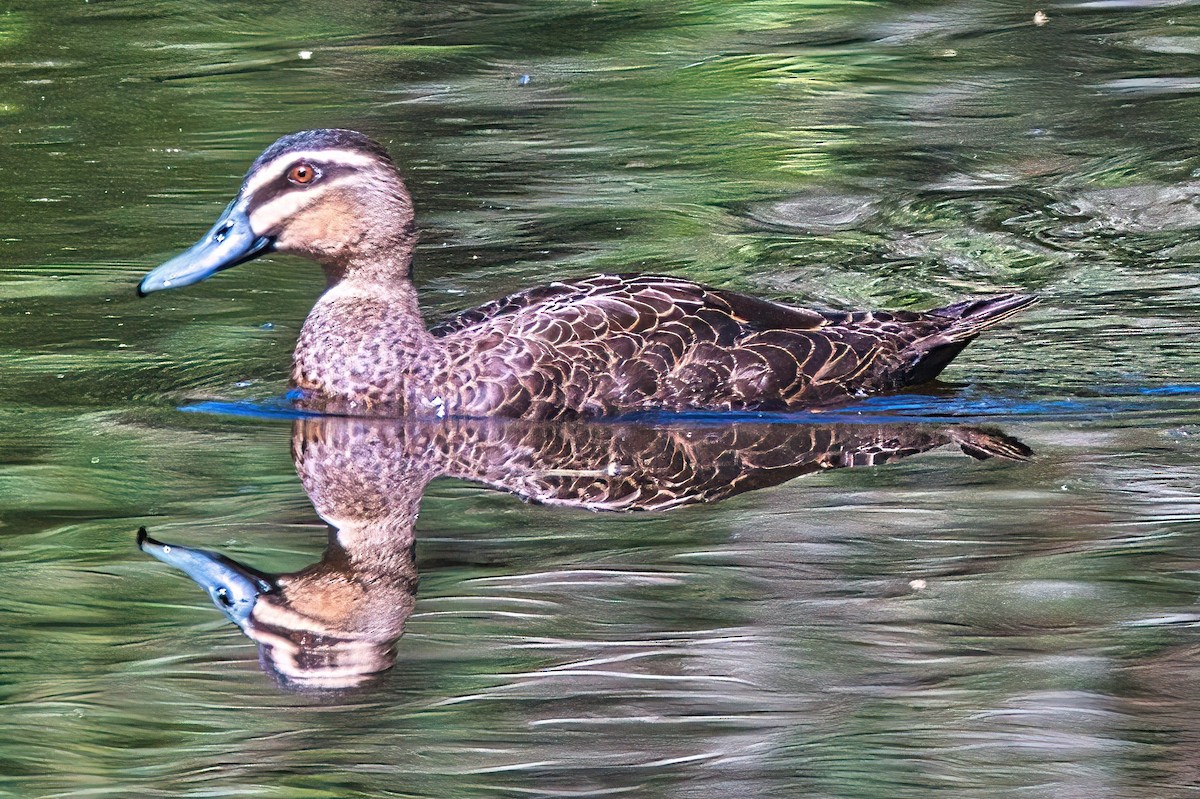 eBird Checklist - 3 Apr 2024 - Spring Mt Reserve - 41 species