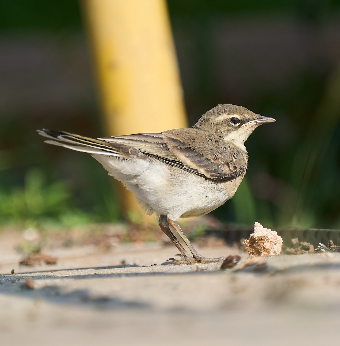 Cape Wagtail - ML616845821