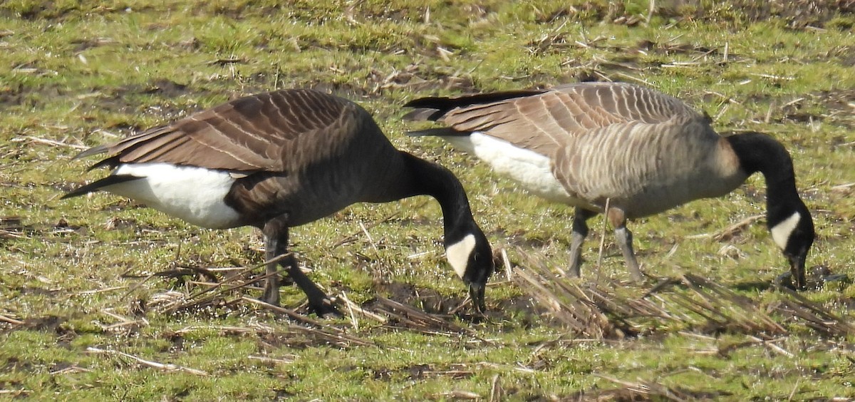 Canada Goose (occidentalis/fulva) - ML616845828