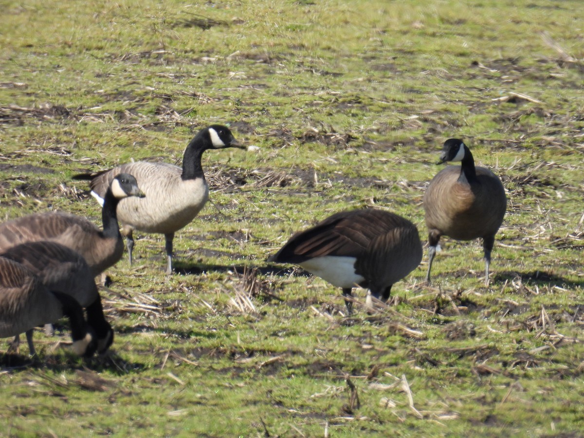 Canada Goose (occidentalis/fulva) - ML616845835
