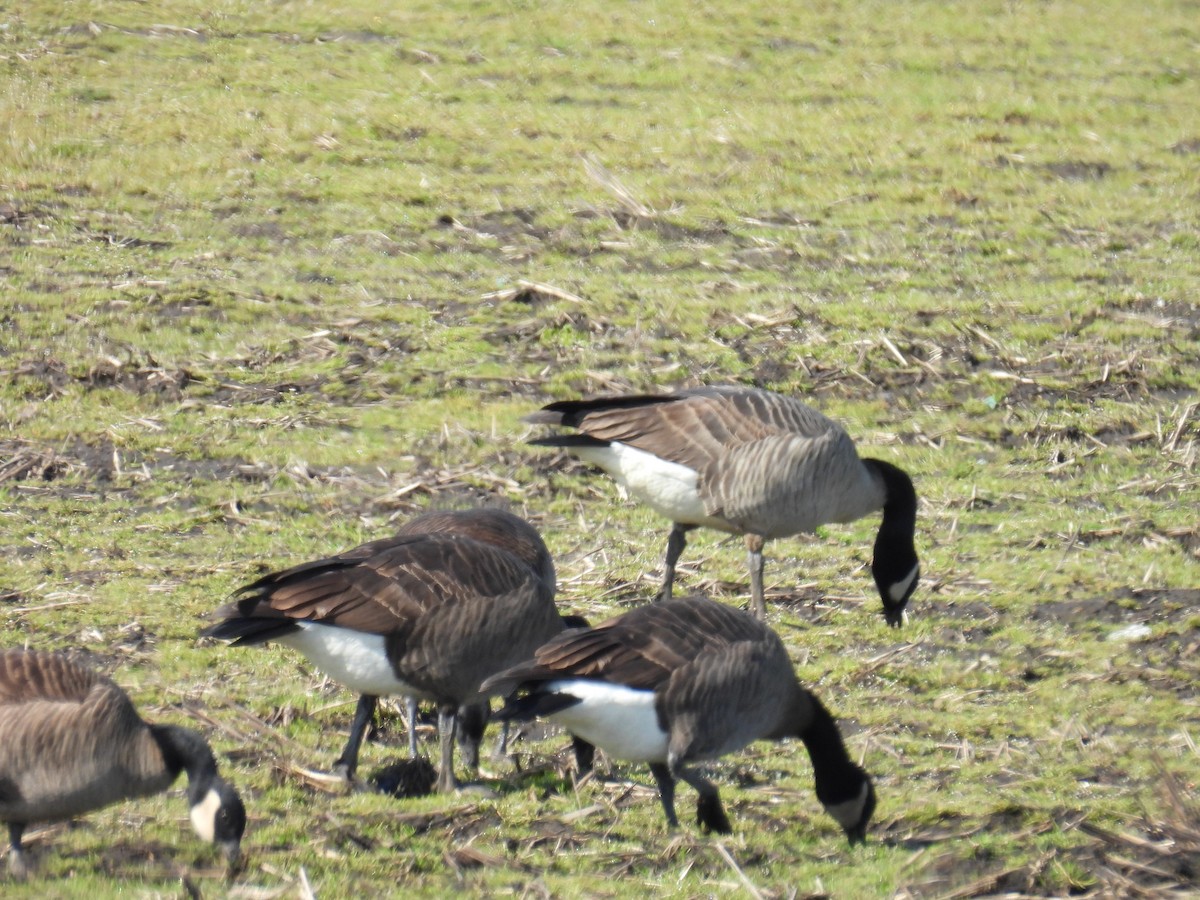Canada Goose (occidentalis/fulva) - ML616845838