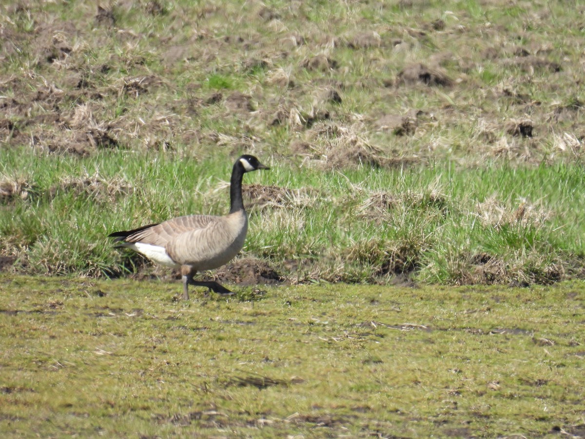 Canada Goose (occidentalis/fulva) - ML616845842