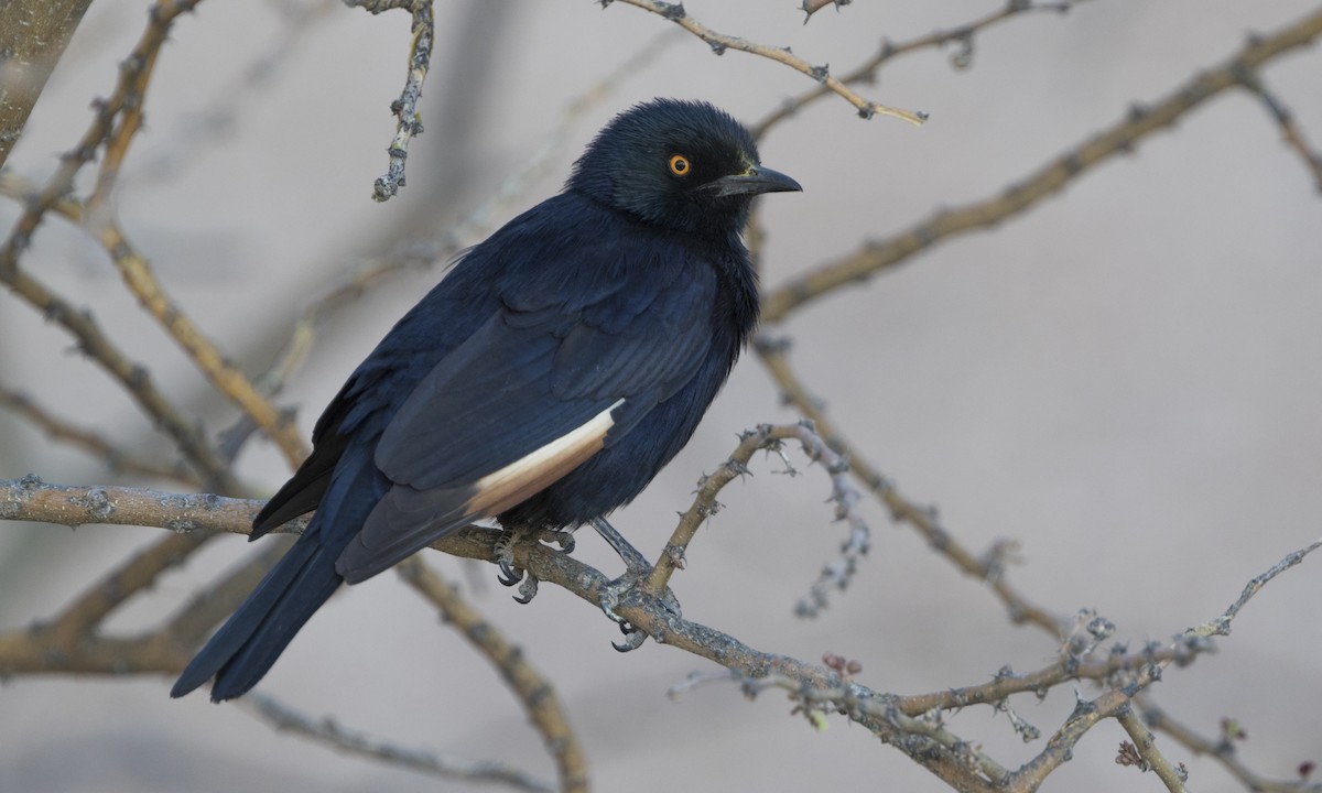 Pale-winged Starling - ML616845860
