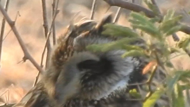 Short-eared Owl - ML616845881