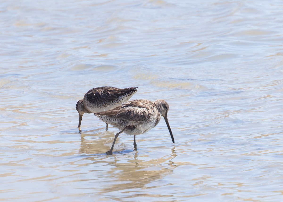 Long-billed Dowitcher - ML616845902