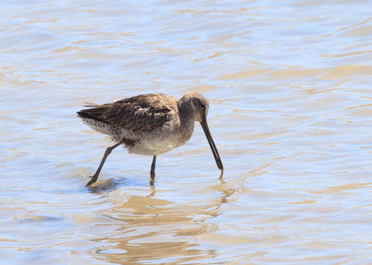 Long-billed Dowitcher - ML616845904