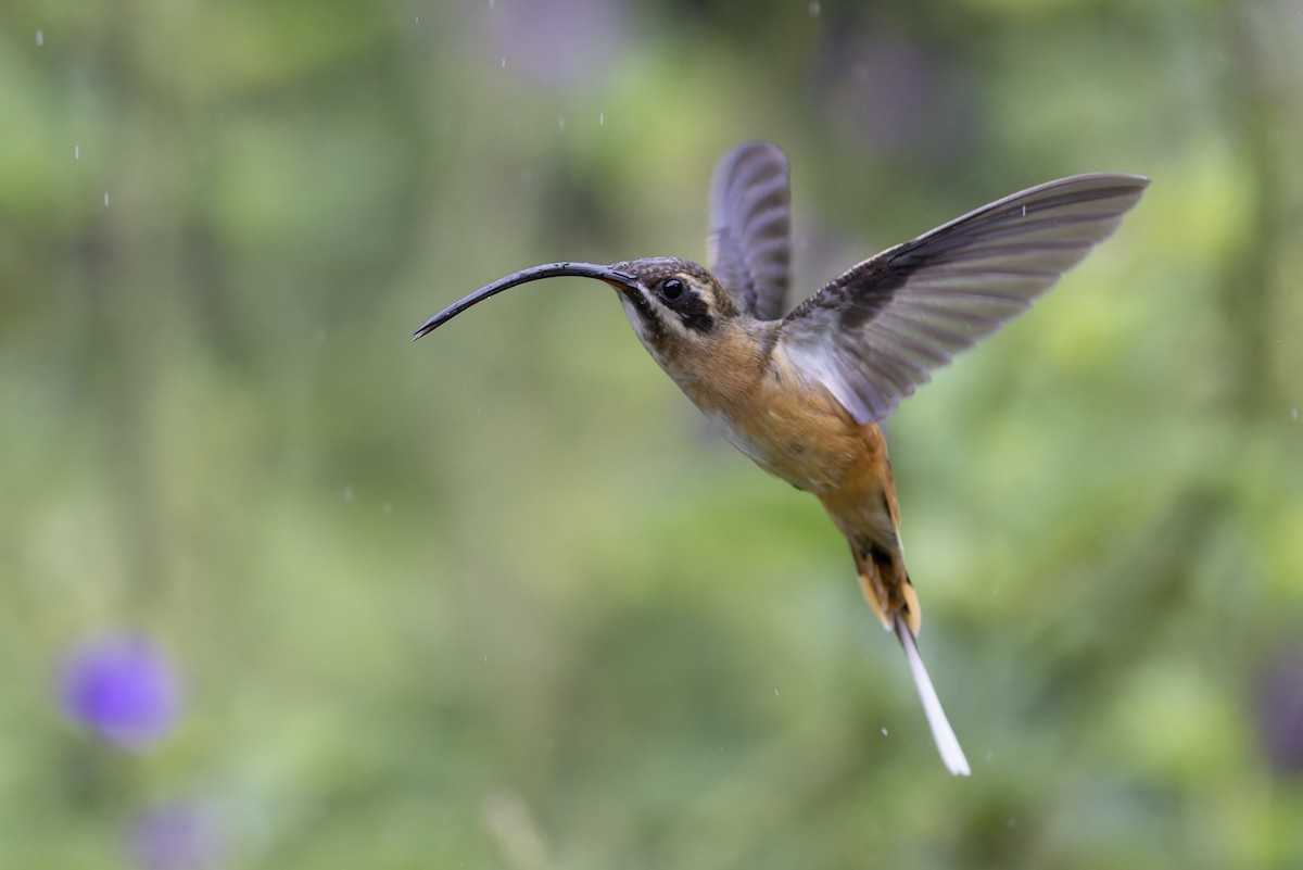 Tawny-bellied Hermit - Michael Todd