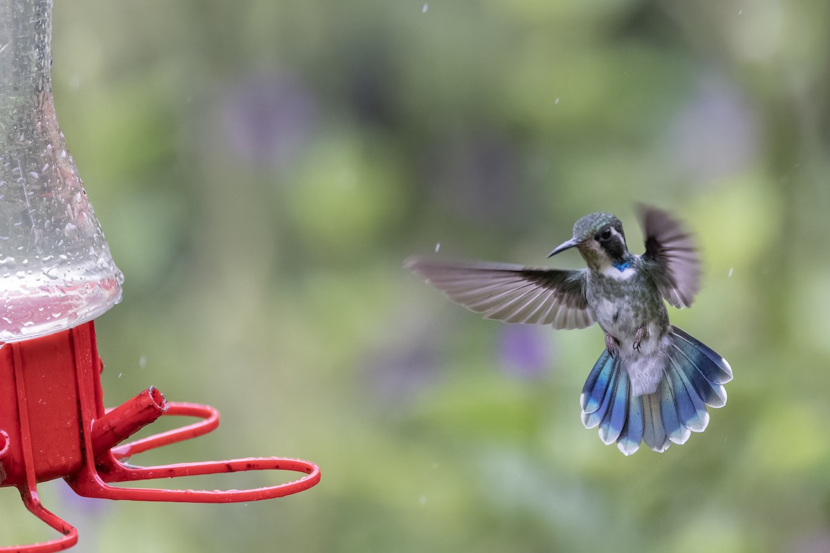 kolibřík klínozobý - ML616845925
