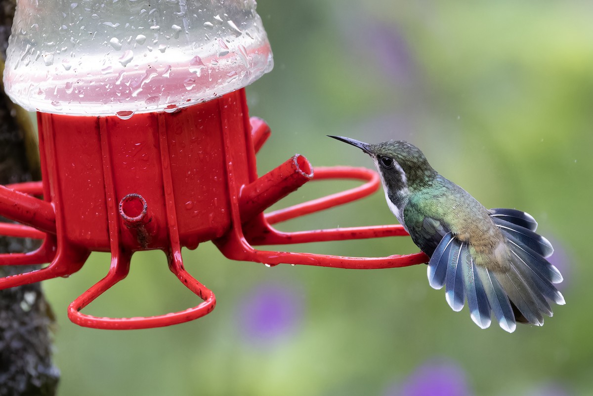 kolibřík klínozobý - ML616845926