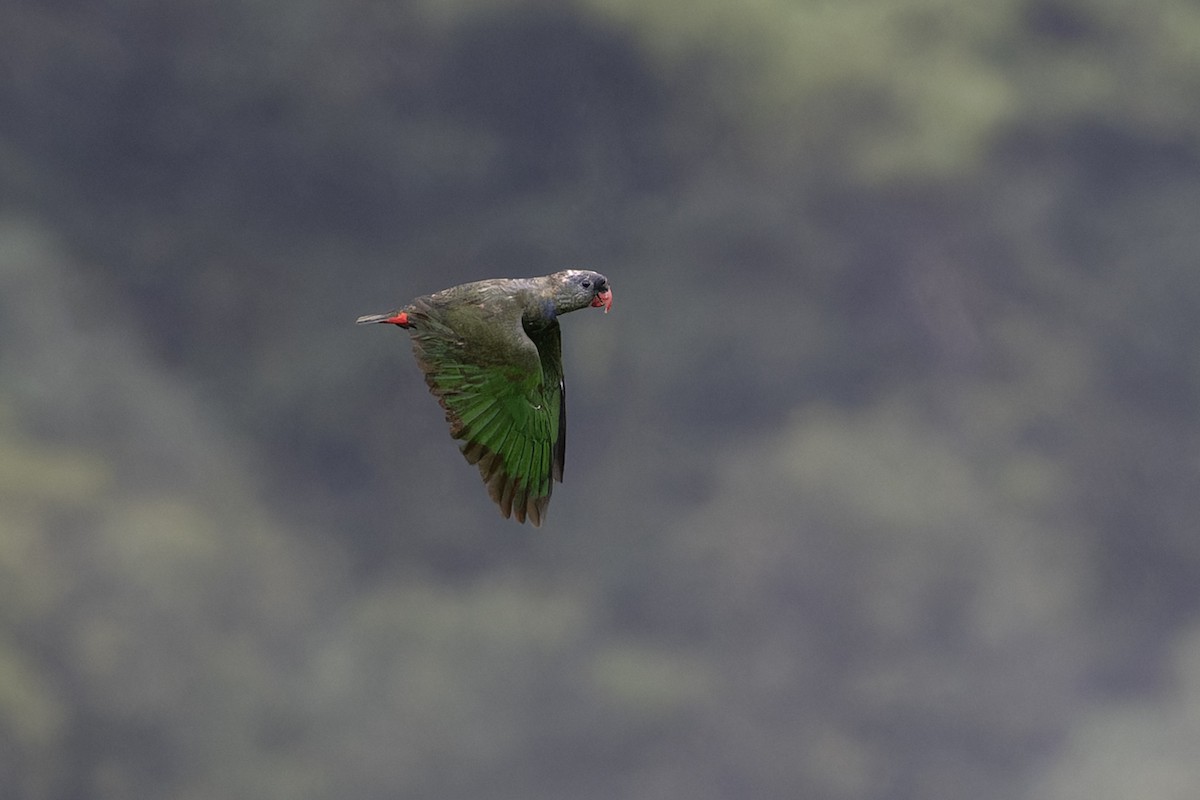 Red-billed Parrot - ML616845968