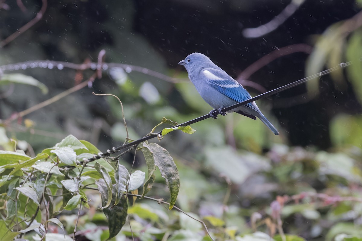 Blue-gray Tanager (White-edged) - Michael Todd