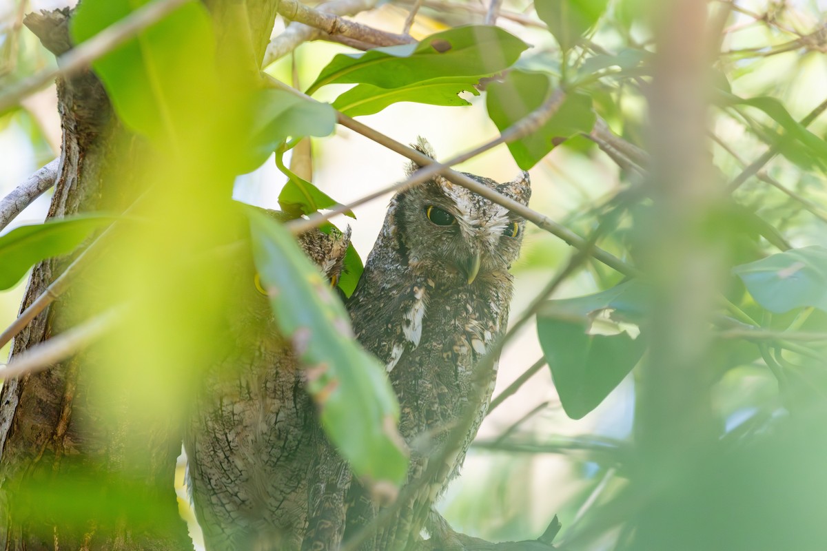 Tropical Screech-Owl - Abram Fleishman