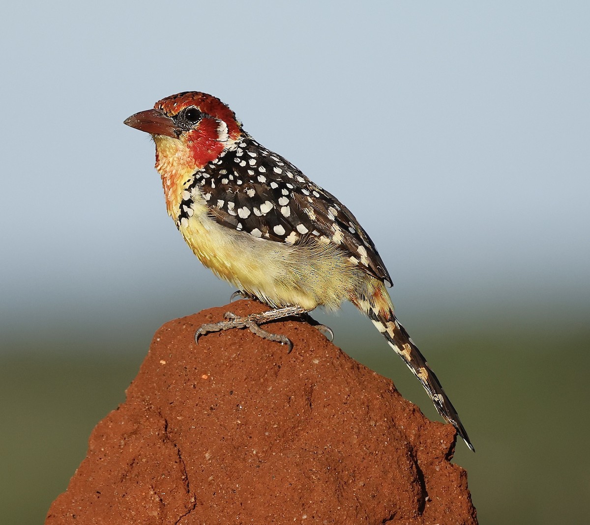 Red-and-yellow Barbet - ML616846346