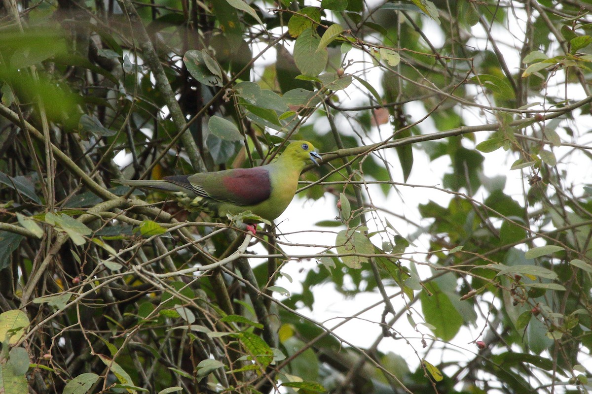 Wedge-tailed Green-Pigeon - ML616846370